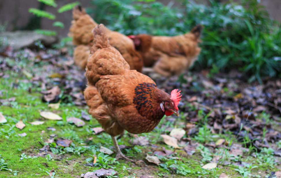 花東放山土雞店